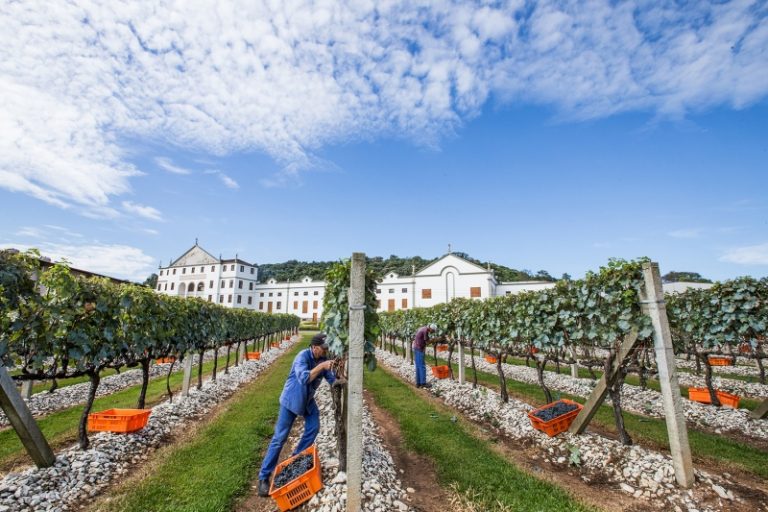 Vinícola americana contrata amantes de vinho por R$ 55 mil e aluguel moradia gratuito